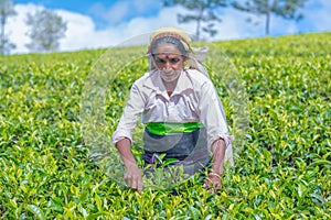 Tamil woman who works at Dambetenna estate breaks tea leaves